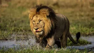 Okavango: River of Dreams - Paradise - Preview