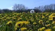 Downtown Lincoln Containers & Fall Turf Weed Control