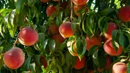 Fresno Summer Peaches