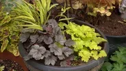 Volunteer Gardener 3117