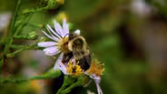 Microclimates and Local Ecotypes