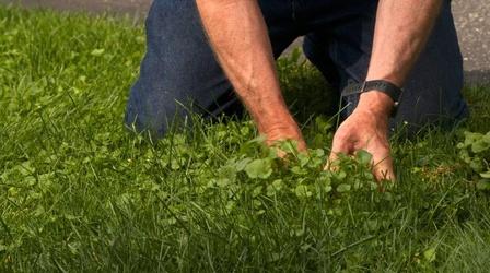 Video thumbnail: Great Gardening Getting Rid of Creeping Charlie