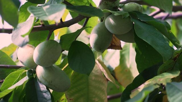 The pawpaw: America's forgotten fruit finds new popularity