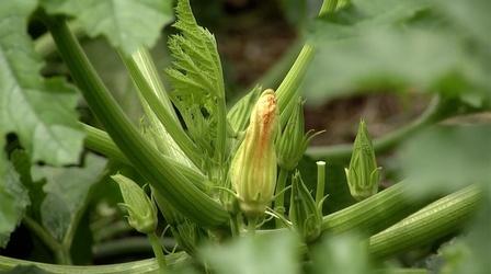 Video thumbnail: Virginia Home Grown Explore resources to help Virginia Farmers