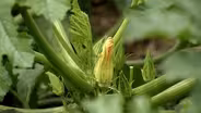 Explore resources to help Virginia Farmers