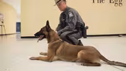 New York State Police Canine Unit