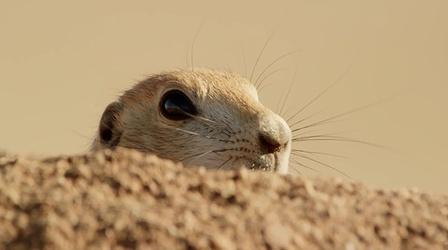 Video thumbnail: Wonders of Mexico Prairie Dogs vs. Bullsnake