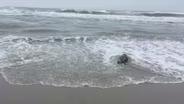 Stranded Seal Pups Recover at Marine Mammal Stranding Center
