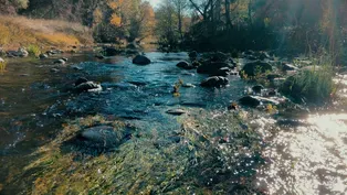 Swimming Upstream