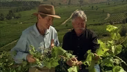 Chilean Wines: A Way of Life