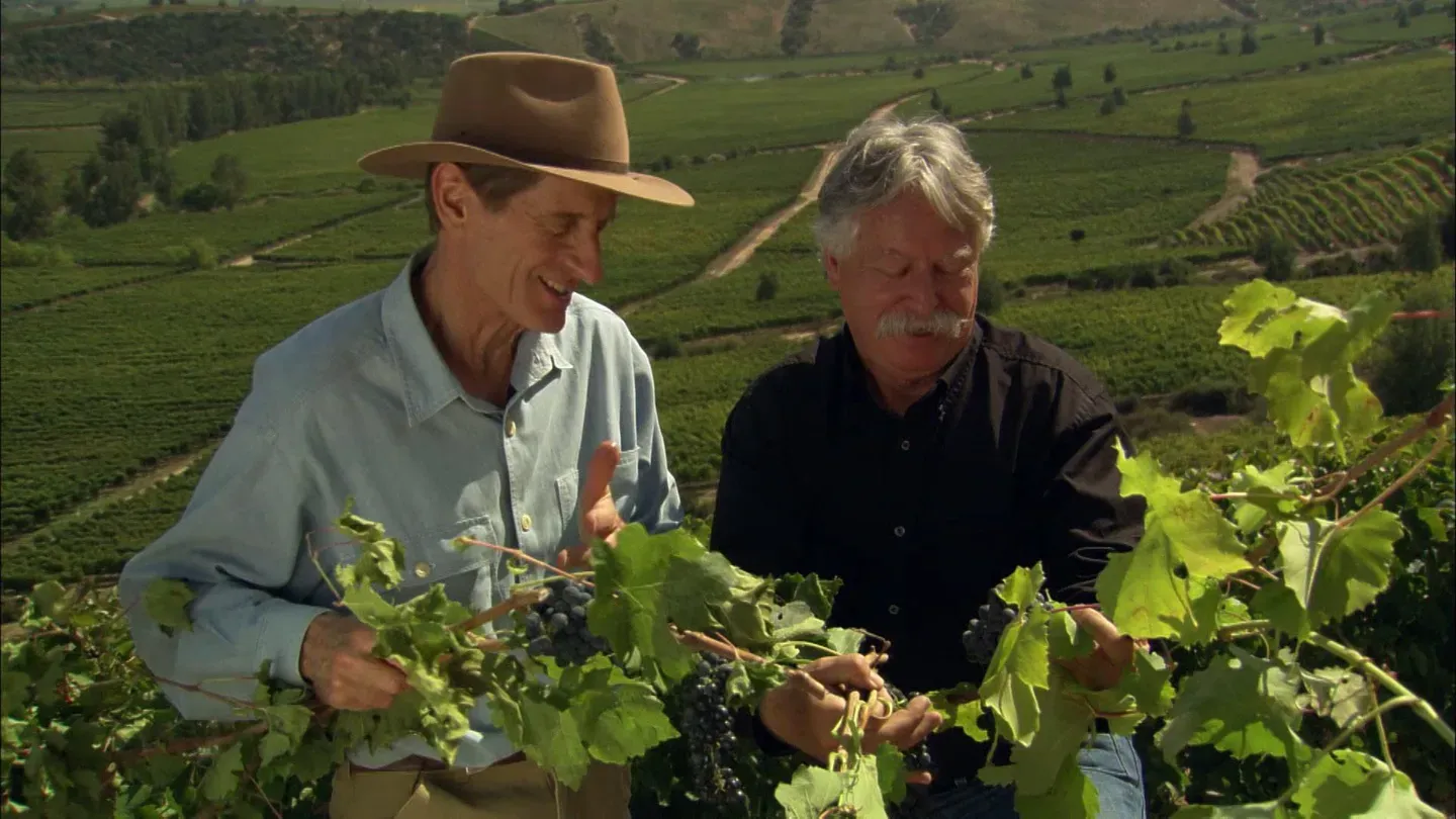 Chilean Wines: A Way of Life
