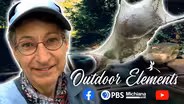 Tent Caterpillars