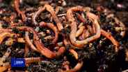 You Bet your Garden Ep. 12 Worm Bins