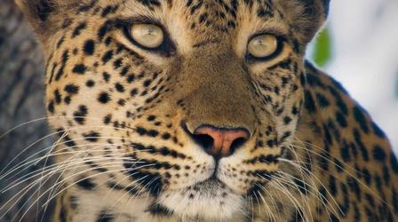 Video thumbnail: Big Cats 24/7 A Leopard's Treetop Hunting Skills Pay Off