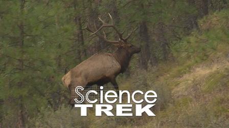 Video thumbnail: Science Trek Elk: It’s Not A Deer or a Moose. It’s an Elk.