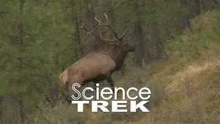 Elk: It’s Not A Deer or a Moose. It’s an Elk.