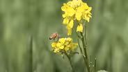 Bee-Killing Parasites Are Threatening Crops