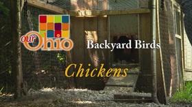 Video thumbnail: Our Ohio Backyard Chickens