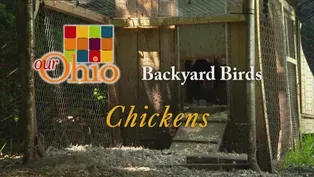 Backyard Chickens