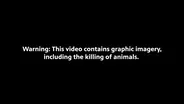 Temple Grandin analyzes undercover video taken inside Superior Farms slaughterhouse Denver