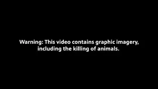 Temple Grandin analyzes undercover video taken inside Superior Farms slaughterhouse Denver