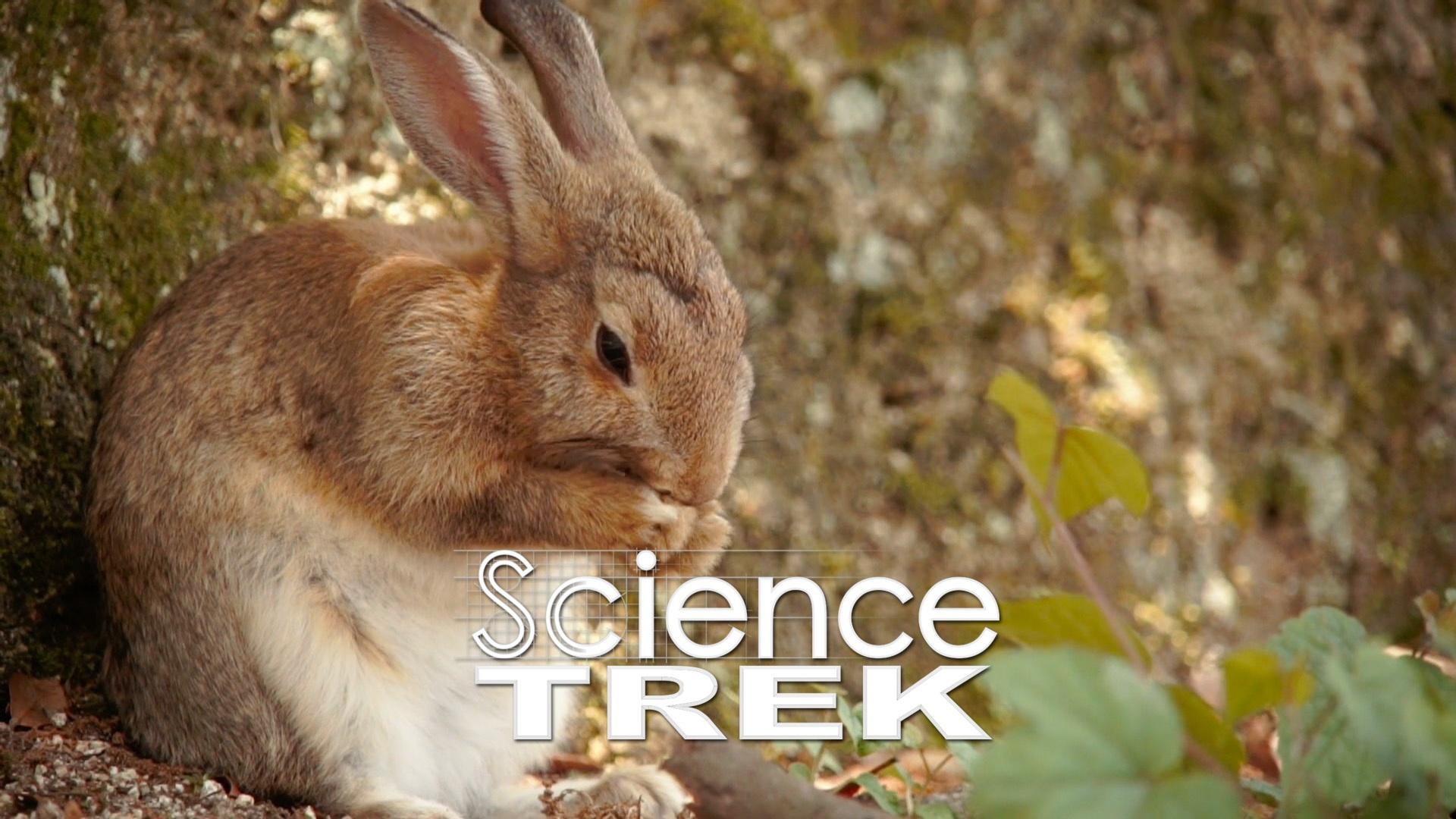 Science Trek | Hearing: Which Animal Hears Best | PBS