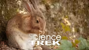 Hearing: Which Animal Hears Best