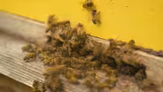 Bee Boy Toys