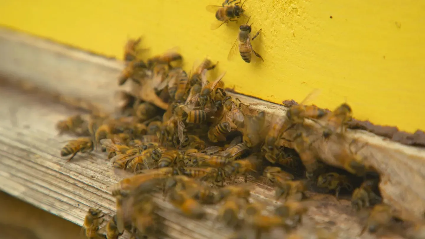 Bee Boy Toys