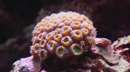Video thumbnail: SciTech Now Growing Coral