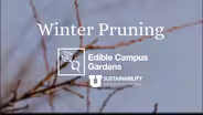 Winter Pruning
