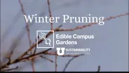 Winter Pruning