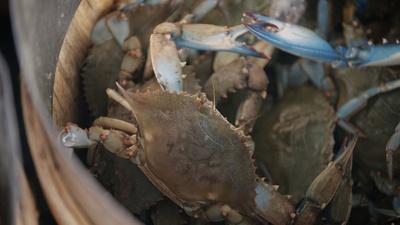 Blue Crabs in Maryland