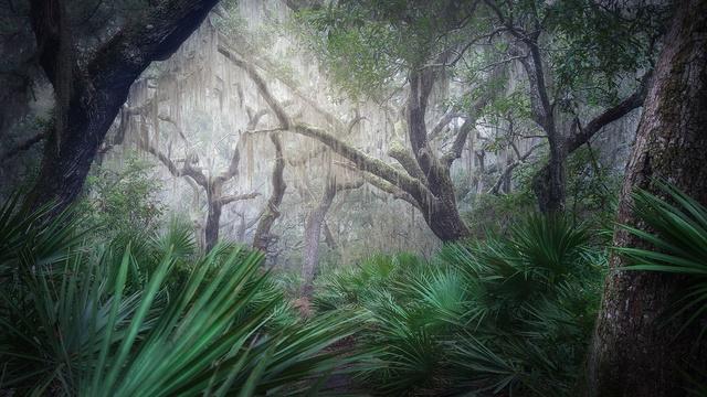 Cumberland Island