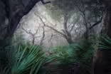 Cumberland Island