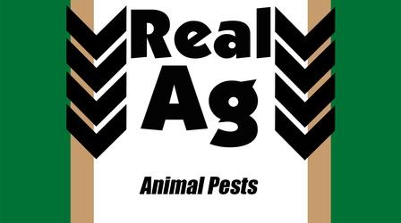Video thumbnail: Real Ag Real Ag Animal Pests Ep 709