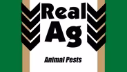 Real Ag Animal Pests Ep 709