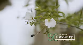 Oklahoma Gardening May 10, 2025
