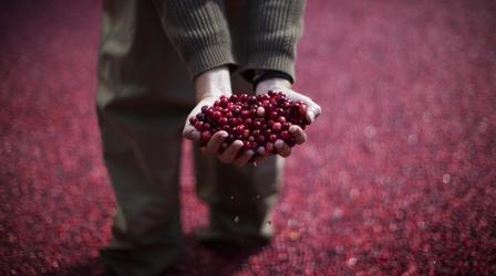 Video thumbnail: PBS NewsHour Cranberry growers are facing an overproduction crisis