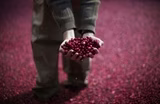 Cranberry growers are facing an overproduction crisis