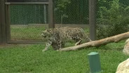 Snow leopard cubs make debut at NJ Zoo