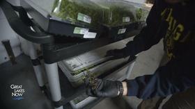 Video thumbnail: Great Lakes Now Hydroponics: Growing for the Great Lakes
