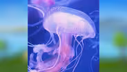 Soothing Jellyfish