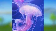 Soothing Jellyfish