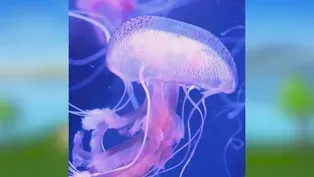Soothing Jellyfish
