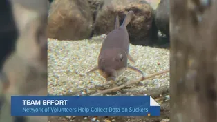 Shedd Scientist Recruits Volunteers to Study Sucker Fish