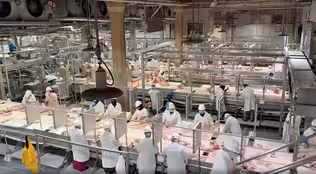 Coronavirus means meatpacking workers fear for their lives
