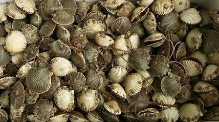 Video thumbnail: SCI NC Learning how to restore scallops in NC waters