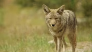 Coyotes Could Threaten Some Native Species
