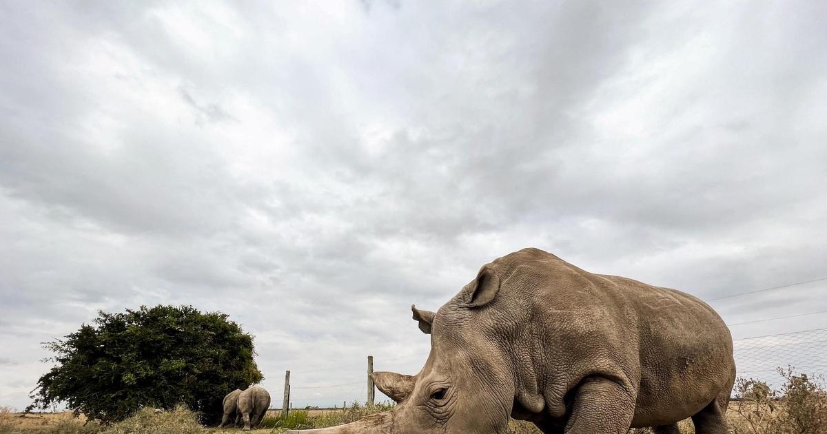 PBS News Hour | Can science save the northern white rhino from extinction? | Season 2024